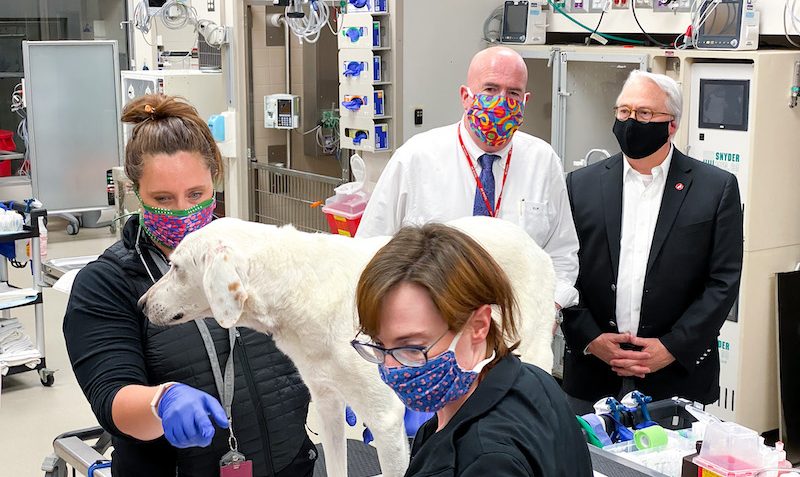 史蒂夫·马克斯带领校长伍德森参观兽医医院，一只狗在疫情限制下接受治疗