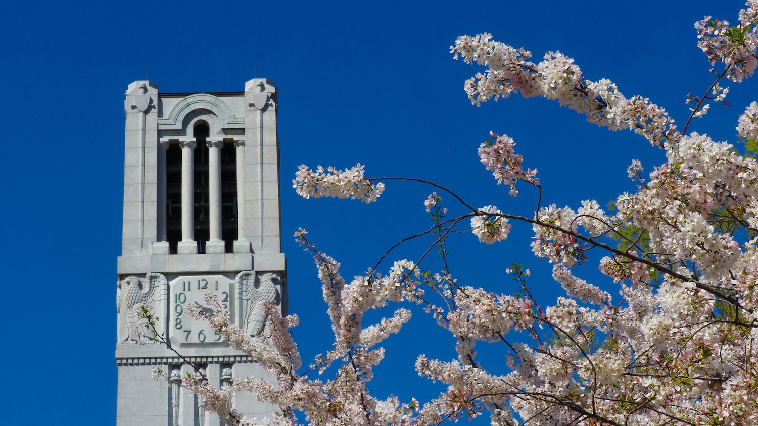 北卡罗莱纳州的钟楼矗立着，四周是春天的花朵。