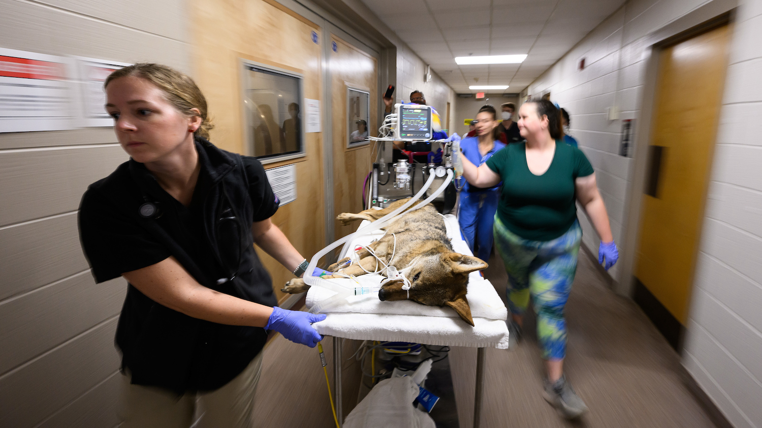 北卡州立兽医团队准备给一只红狼做身体检查。