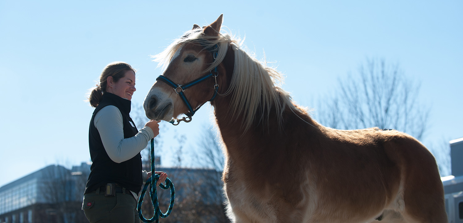 一个兽医学院的学生站在一匹马。
