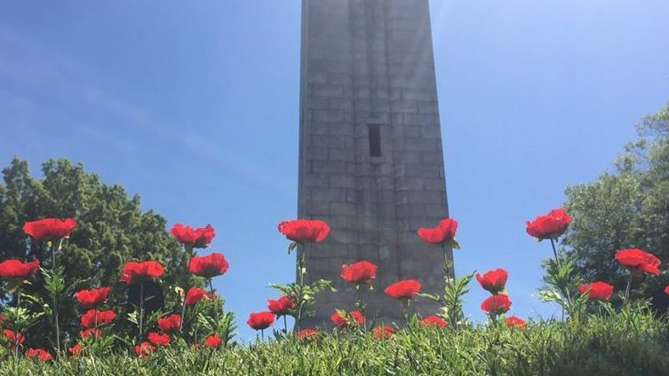 罂粟花的belltower前景。